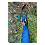 Peacock Greeting Card
