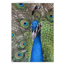 Peacock Greeting Card