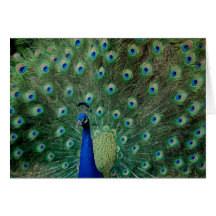 Peacock, greeting card
