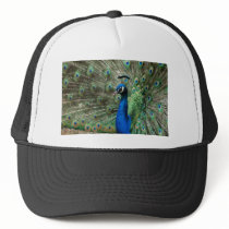 peacock hats by kathiscc peacock hats