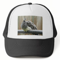 peacock mesh hats