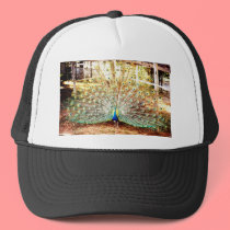 Peacock, Hat by dtp455 Peacock, Hat