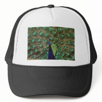 Peacock hats by animalworld Peacock hats