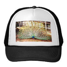 Peacock, Hat