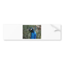 peacock head 2 bumper sticker