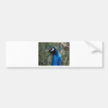peacock head 2 bumper sticker