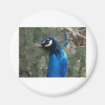peacock head 2 fridge magnet