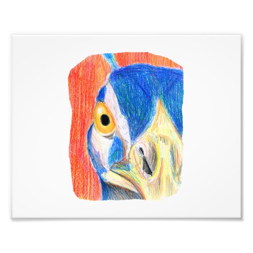 Peacock head colored pencil drawing sketch photo | Zazzle