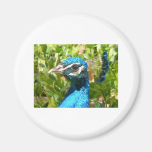 peacock head magnets