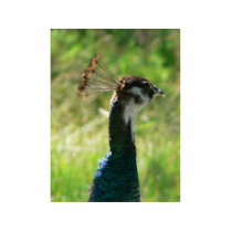 Peacock Head photo sculptures