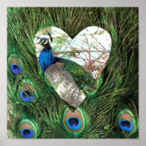 Peacock in a Heart Poster