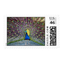 Peacock in full bloom postage