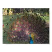 Peacock in Hawaii posters by jewelsofawe Peacock in Hawaii posters
