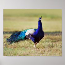 Peacock in nature posters