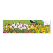 Peacock In Park bumper stickers by lifesphere Peacock In Park bumper stickers