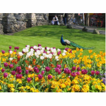 Peacock In Park photo sculptures