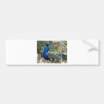 peacock in shrubs bumper stickers
