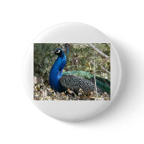 peacock in shrubs buttons