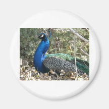 peacock in shrubs fridge magnets