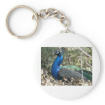 peacock in shrubs key chain