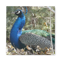 peacock in shrubs fridge magnets