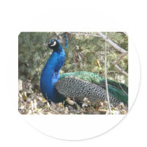 peacock in shrubs round stickers