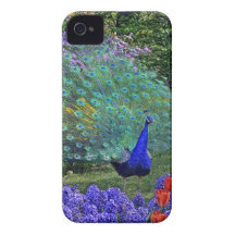 Peacock in Spring Flowers iPhone 4 Cover