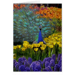 Peacock in Tulips Cards