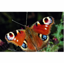 Peacock, Inachis io, Dyfed, U.K. Photo Sculpture