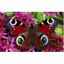 Peacock, Inachis io, Dyfed, U.K. Cut Outs