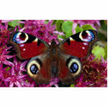 Peacock, Inachis io, Dyfed, U.K. Cut Outs