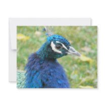peacock invitations
