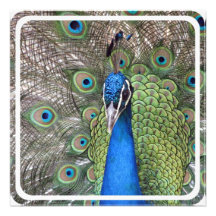 Peacock Invitation