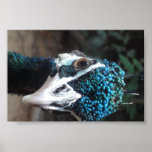 Peacock. JPG. Poster