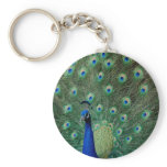 Peacock, keychain