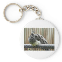 peacock keychains