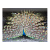 Peacock King, Taiwan 2008 posters by windcastle Peacock King, Taiwan 2008 posters