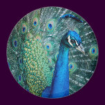 Peacock, large magnet