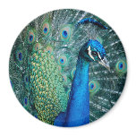 Peacock, large magnet