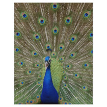 Peacock letterhead by eechols Peacock letterhead