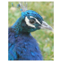 peacock letterhead