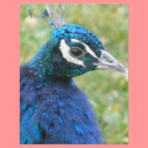 peacock letterhead