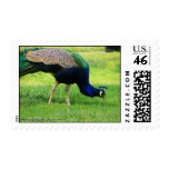 Peacock looking for food postage stamps