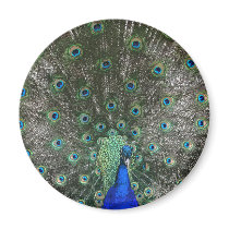 Peacock magnets