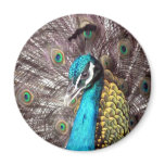 peacock magnets