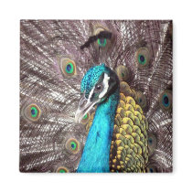 peacock refrigerator magnet