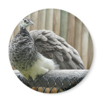 peacock refrigerator magnets