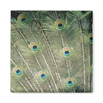 peacock magnets
