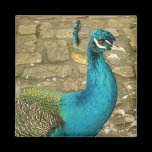 Peacock Magnet