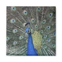 Peacock Magnet